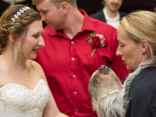 Sloth Wedding Photo 3