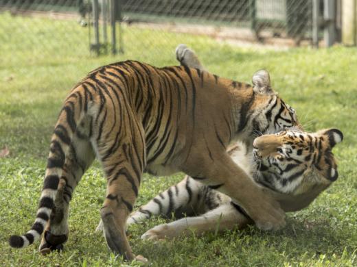 Tigers Playing! - Tigers Playing in their Habitat Photo 5