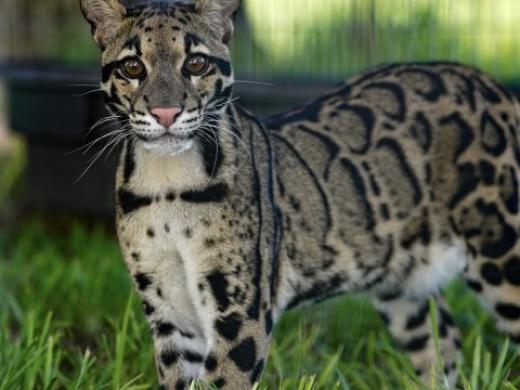 Clouded Leopard Photo 6