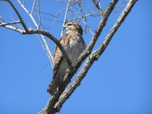 1240_640x481.jpg - Red Shoulder Hawk Photo