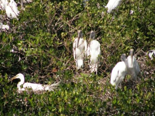 1242_640x481.jpg - Woodstorks on a Myakka River Island Photo 3
