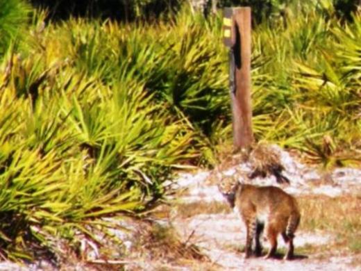 1243_640x481.jpg - Bobcat hiking on Slash Pine Trail Photo 4