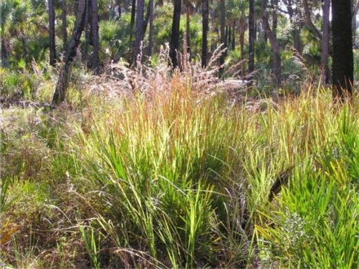 1244_640x481.jpg - Flatwoods Photo 5