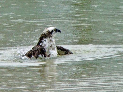 1352_640x481.jpg Photo