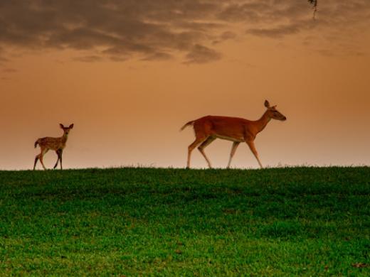 Laurel Oak Deer Photo 4
