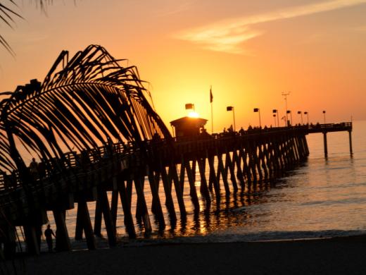 Fins at Sharky's Photo