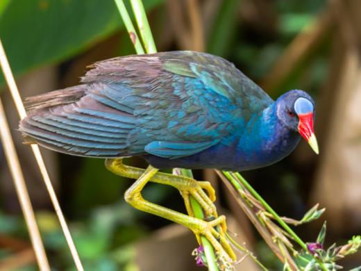 Purple Gallinule - Purple Gallinule--a visitor favorite--viewed from a Celery Fields boardwalk. Photo 2