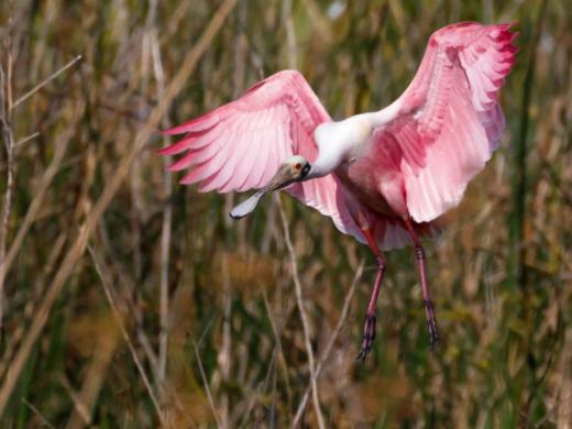 Roseate Spoonbill - Roseate Spoonbills are often seen in shallow pools at the Celery Fields. Photo 5