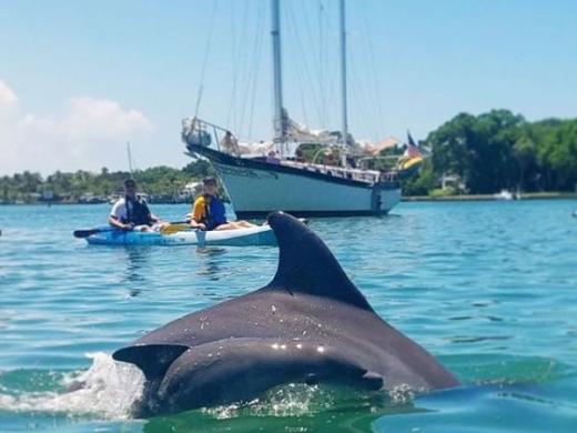 Paddle with Dolphins Longboat Key - Paddle with Dolphins Longboat Key Photo 11