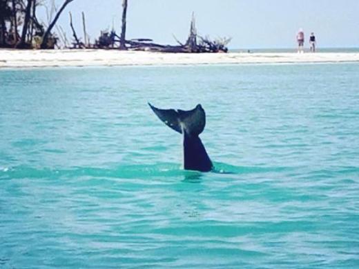 Paddle with Dolphins Anna Maria Island - Paddle with Dolphins Anna Maria Island Photo 12