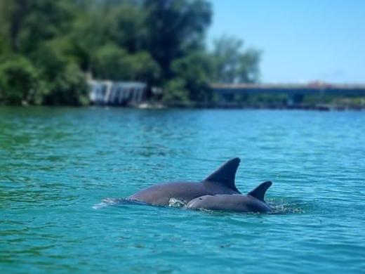 Wildlife Longboat Key - Wildlife Longboat Key Photo 19