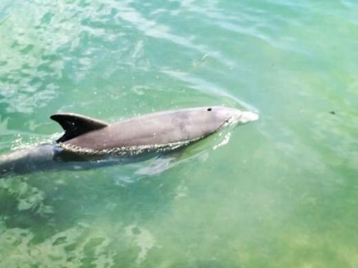 Kayak with Dolphins in Sarasota - Kayak with Dolphins in Sarasota Photo 6