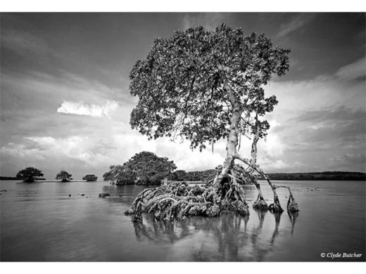 Gaskin Bay - "I had seen this old mangrove – which survived Hurricane Donna in the 1960s – several times while taking photographs in the Ten Thousand Islands. It expresses the lonely, primeval ... Photo 2