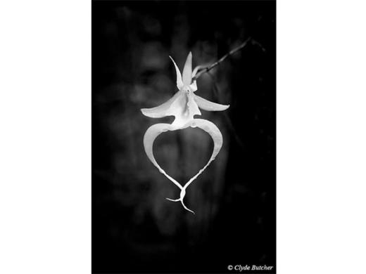 Ghost Orchid 1 - "When Mike Owen, biologist of the Fakahatchee Preserve, offered to take me out to see the elusive and rare Ghost Orchid, I jumped at the chance. When I mentioned it to my friend, O... Photo 3