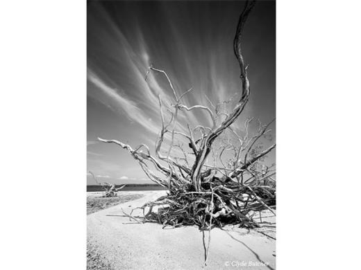 Indian Key 5 - "Hurricane Andrew deposited a lot of dead trees onto the beaches of the Ten Thousand Islands in the Everglades National Park. By the time I went to photograph them, the trees had bee... Photo 4