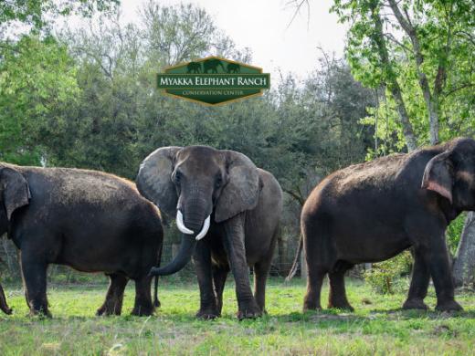 Myakka Elephant Ranch Photo