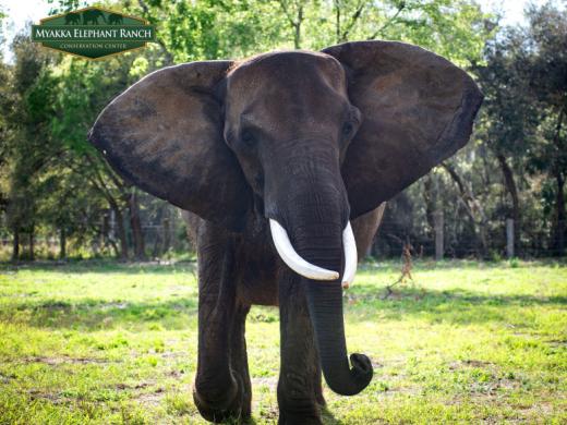 Myakka Elephant Ranch Photo 5