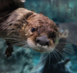 Otter looking at the camera