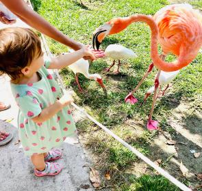Girl feeding flamingo at Sarasota Jungle Gardens