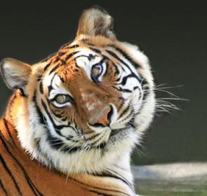 ArticleOpt_Big-Cat-Habitat.jpg