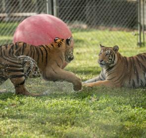 BigCatHabitat_TigersPlaying_rgb_hd_0.jpg BigCatHabitat_TigersPlaying_rgb_hd_0.jpg