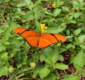 Butterfly-at-Selby-Gardens-Historic-Spanish-Point-campus-scaled_1.jpg