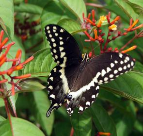 ButterflyGarden__FallInSarasota__2017Opt.jpg