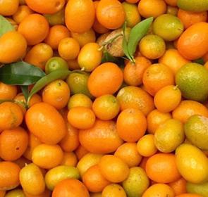 CitrusSeason_Jan2017_2_OPT.jpg