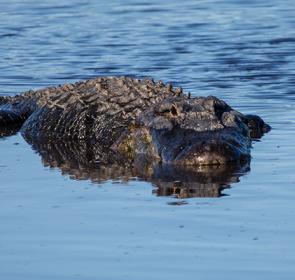 Gator 1 Barb Haberman WEB.jpg