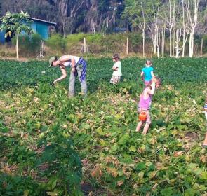 Gleaning_JessicasFarm__OPT.jpg