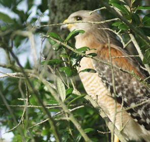 Hawk-copy_OPT.jpg
