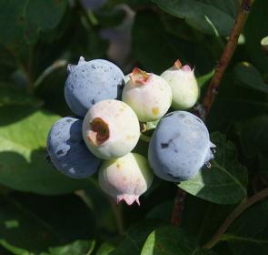 ItsFloridaBlueberrySeason__041817__Blueberries__2017Opt.jpg