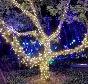 Lights in Bloom-selby gardens-holidays-2020-01.jpg