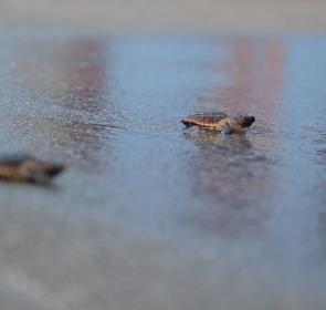 LoggerheadHatchlingRelease_20170618_012W__OPT.jpg