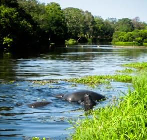 Manatees Mating on Phillippi Creek by Liz Sandburg
