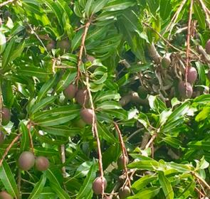 Mangoes_image2__OPT.jpg
