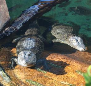 Alligators at Mote Marine Laboratory & Aquarium Alligators at Mote Marine Laboratory & Aquarium