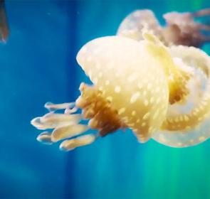 MoteMarineVideoThumb-072015_0.jpg MoteMarineVideoThumb-072015_0.jpg