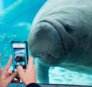 Mote_Turtles_and_Manatees_at_the_Marine_Mammal_Cen_SLw6mp7KTEtcX6ja44G9b1r18q0ABlZBh_rgb_l.jpg
