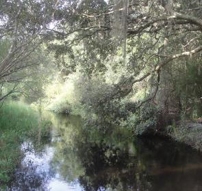 Myakkahatchee-Creek-EP-3__2017Opt.jpg