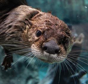 NorthAmericanRiverOtter_086__OPT.jpg