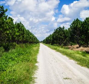 
Myakka State Forest
