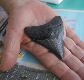 RS520_MegladonSharksTeeth__2017Opt.jpg RS520_MegladonSharksTeeth__2017Opt.jpg
