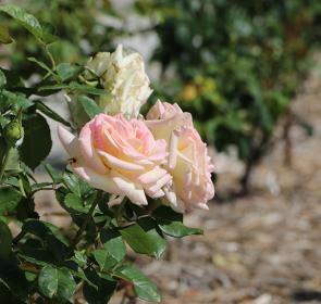 RinglingRoseGarden2014_05__2017Opt.jpg