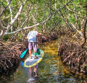 Sandburg-Mangrove-Tunnels-(3)__2017Opt.jpg