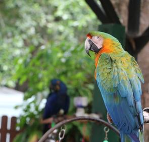 SarasotaJungleGardens050814_23_rgb_72.jpg