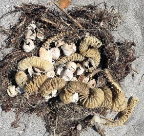 Sea-Turtle-Egg-Shells-and-Sea-Whelk-Egg-Cases__2017Opt.jpg Sea-Turtle-Egg-Shells-and-Sea-Whelk-Egg-Cases__2017Opt.jpg