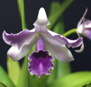 SelbyGardens_Purple Orchid_rgb_72.jpg