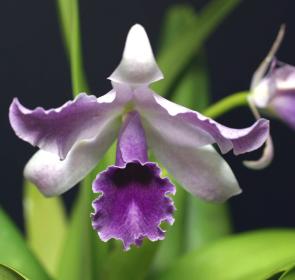 SelbyGardens_Purple Orchid_rgb_72.jpg