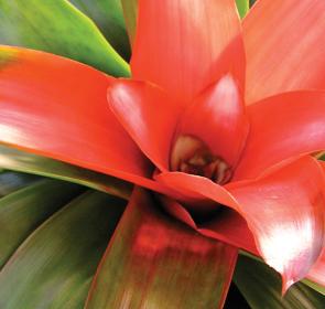 Selby___Bromeliad_SZFebB0360N2N9Eno7nWKSp_cmyk_l__Fixed__2017Opt.jpg